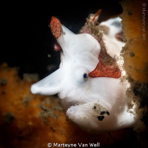 Juvenile clown frogfish by Marteyne Van Well 